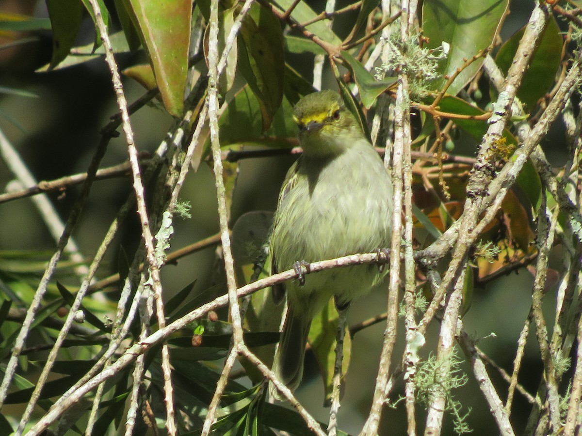 Golden-faced Tyrannulet - ML523753621