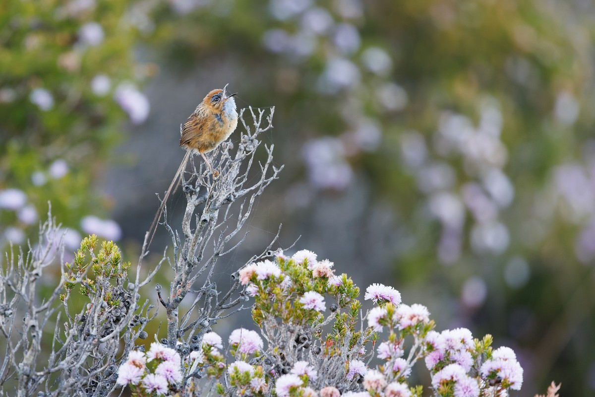 Southern Emuwren - ML523753781