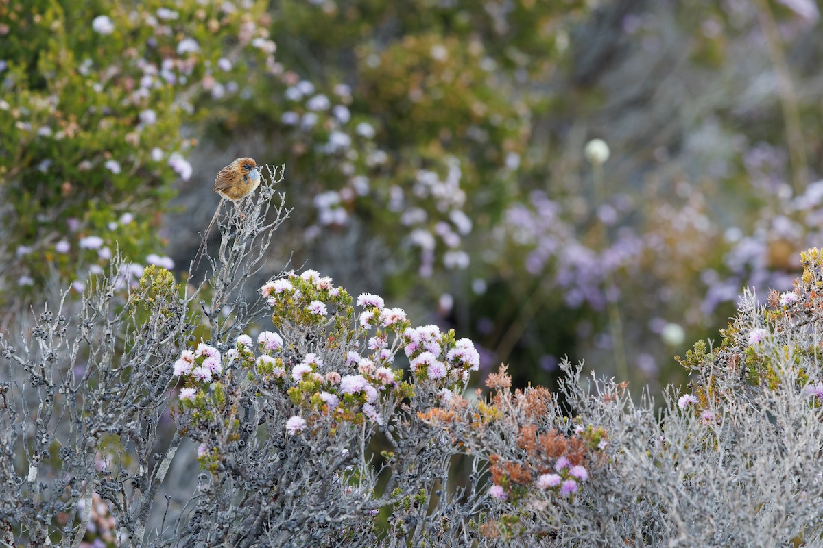 Southern Emuwren - Julian Teh