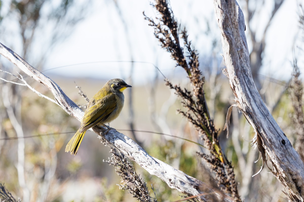 Yellow-throated Honeyeater - ML523753851