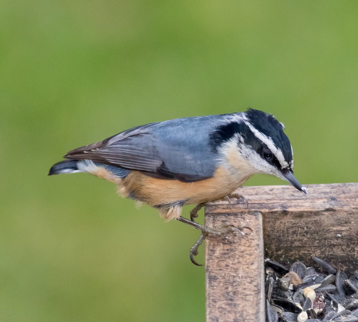 Red-breasted Nuthatch - Phil Misseldine