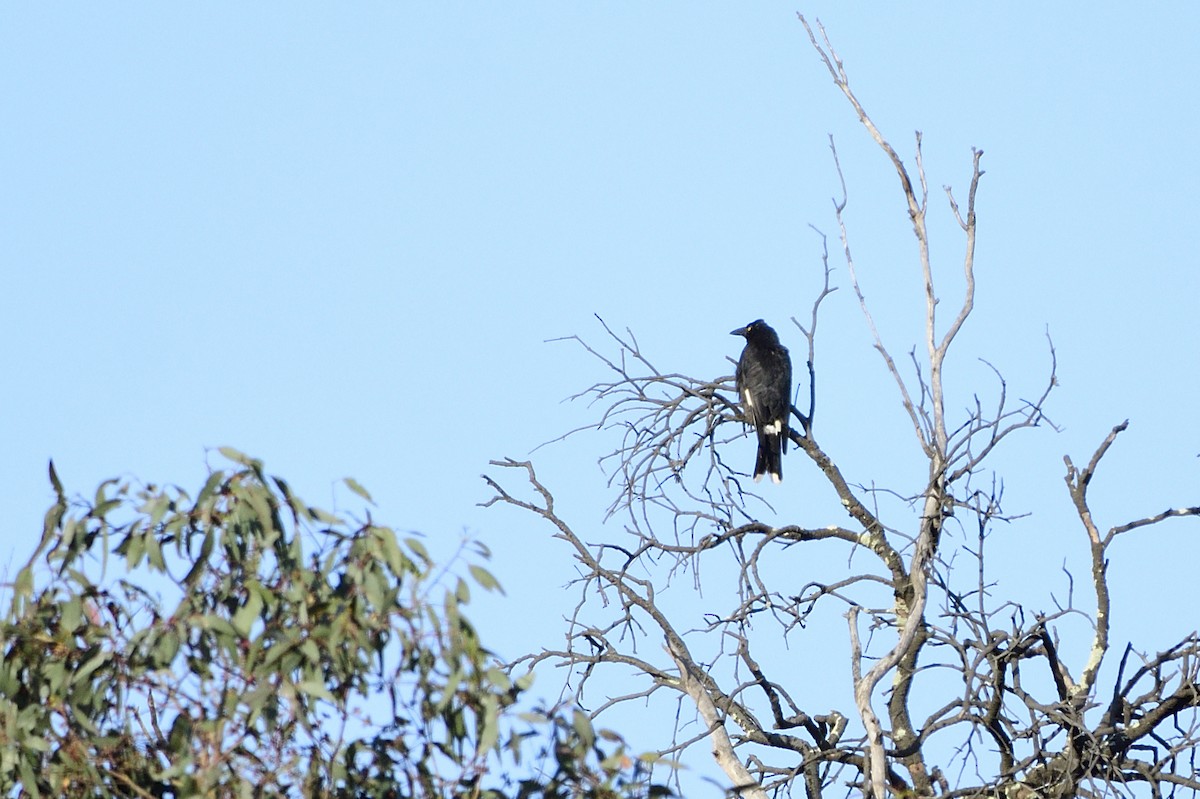 Pied Currawong - ML523755331