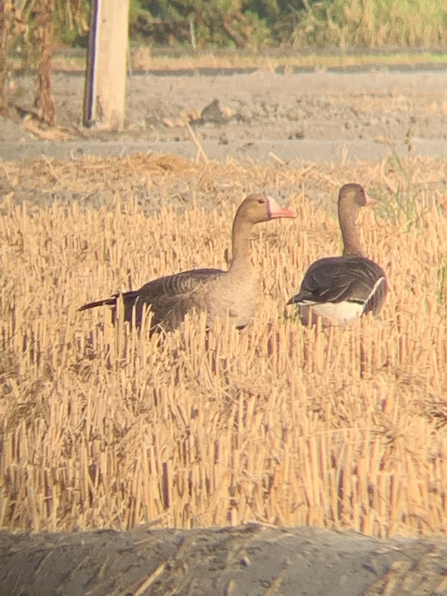 Greater White-fronted Goose - ML523755381