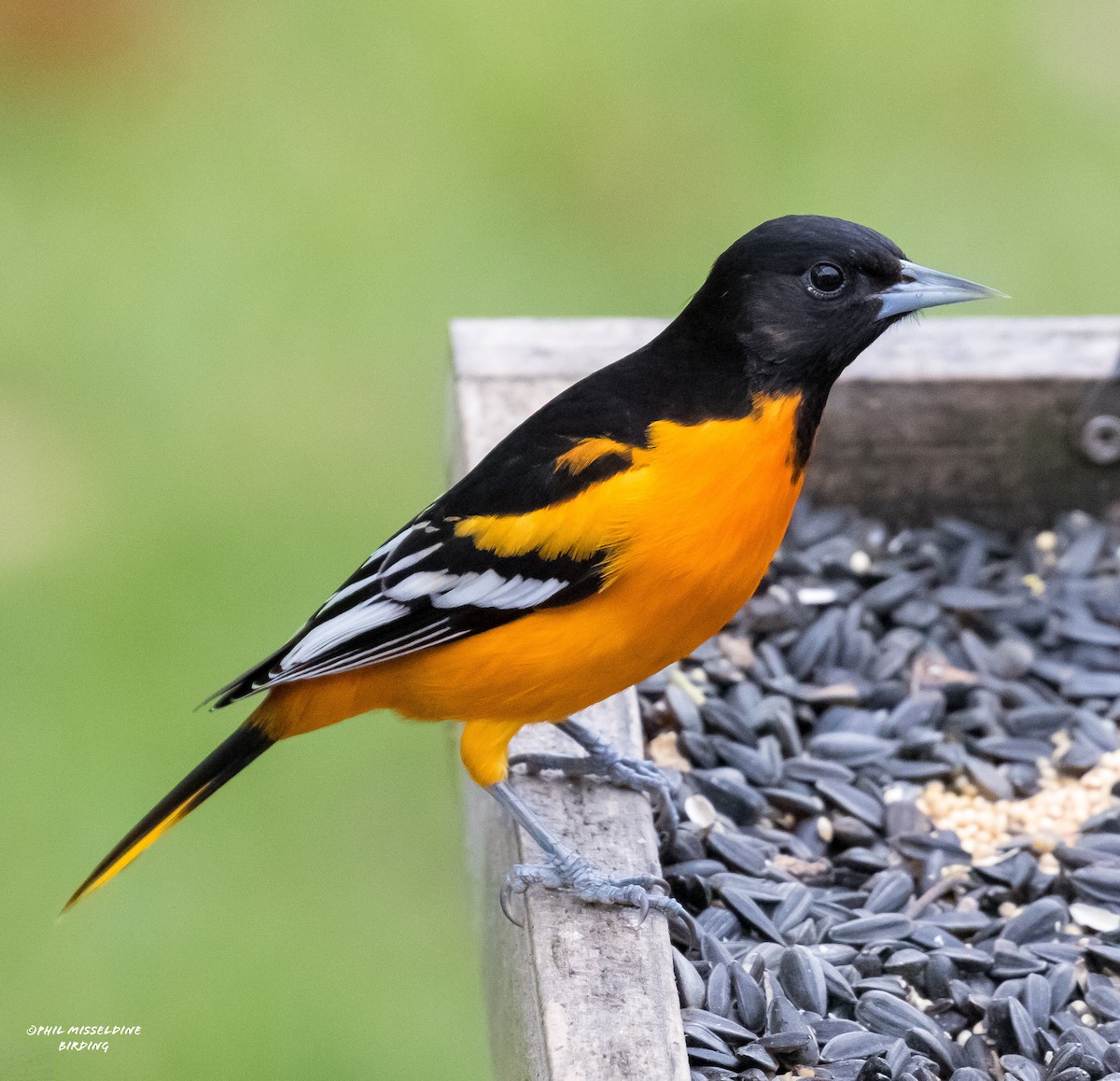 Baltimore Oriole - Phil Misseldine