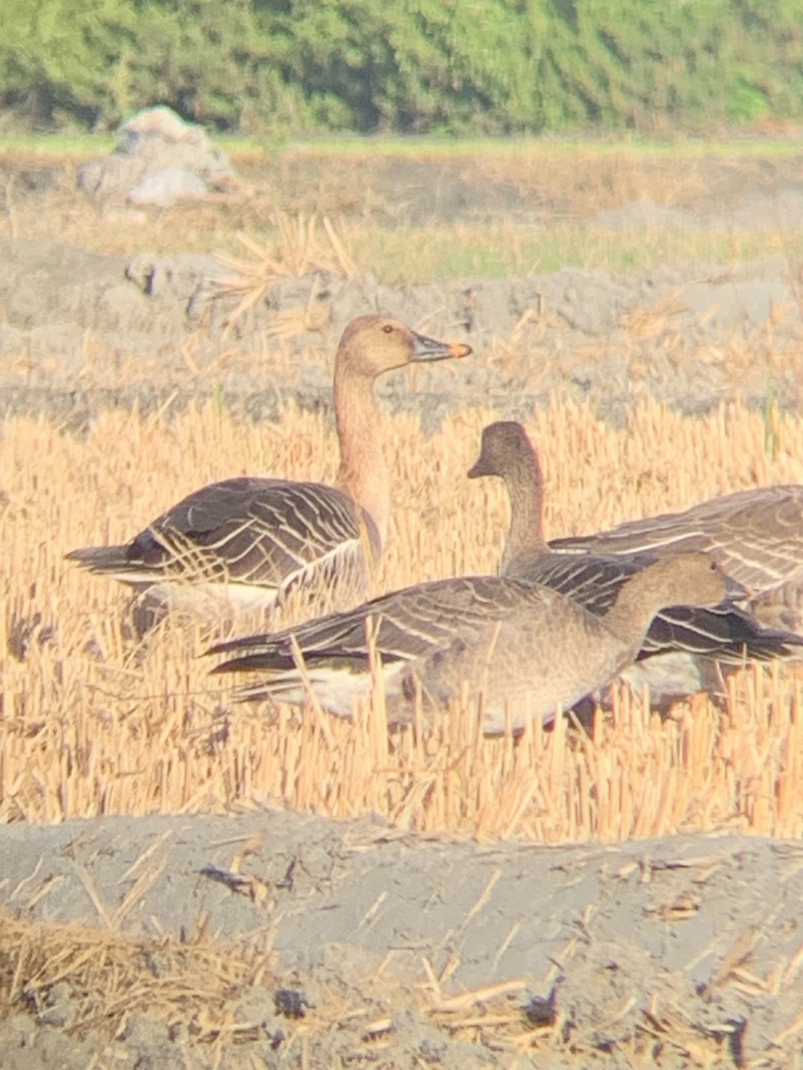 Taiga Bean-Goose - ML523755701