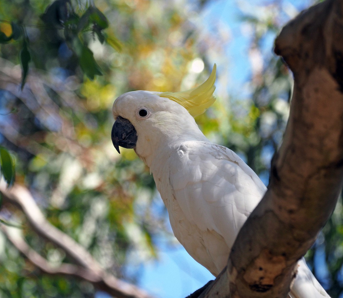 Sulphur-crested Cockatoo - Steve Law