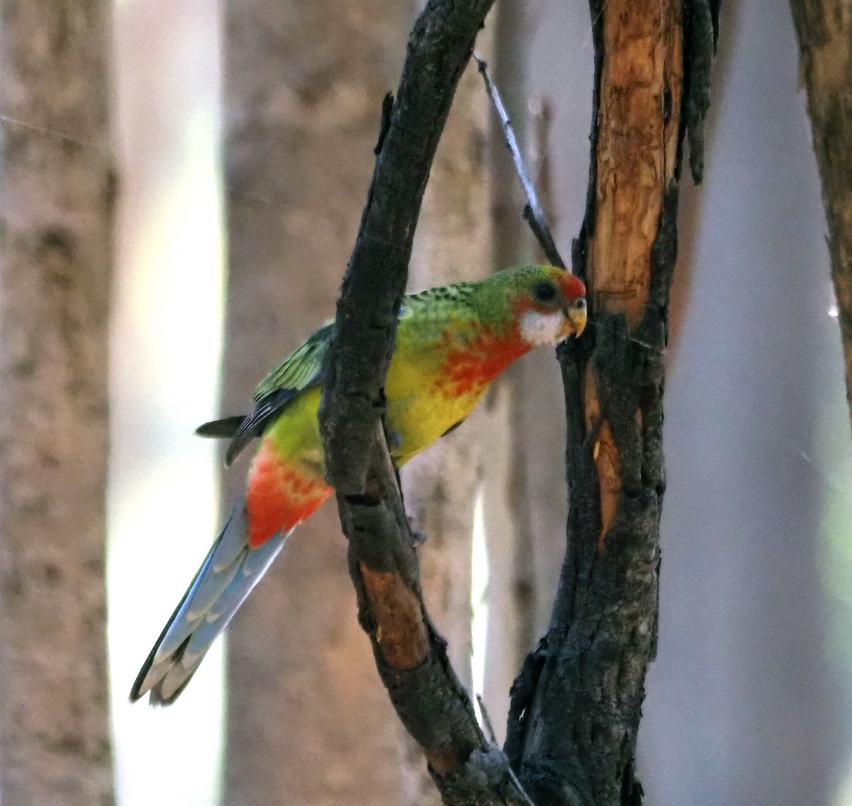 Eastern Rosella - ML523756611