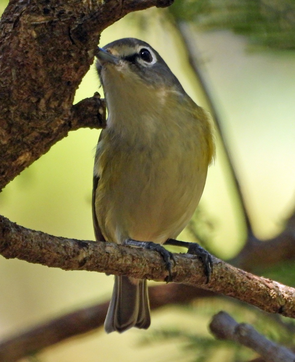 Mavi Başlı Vireo - ML523756891