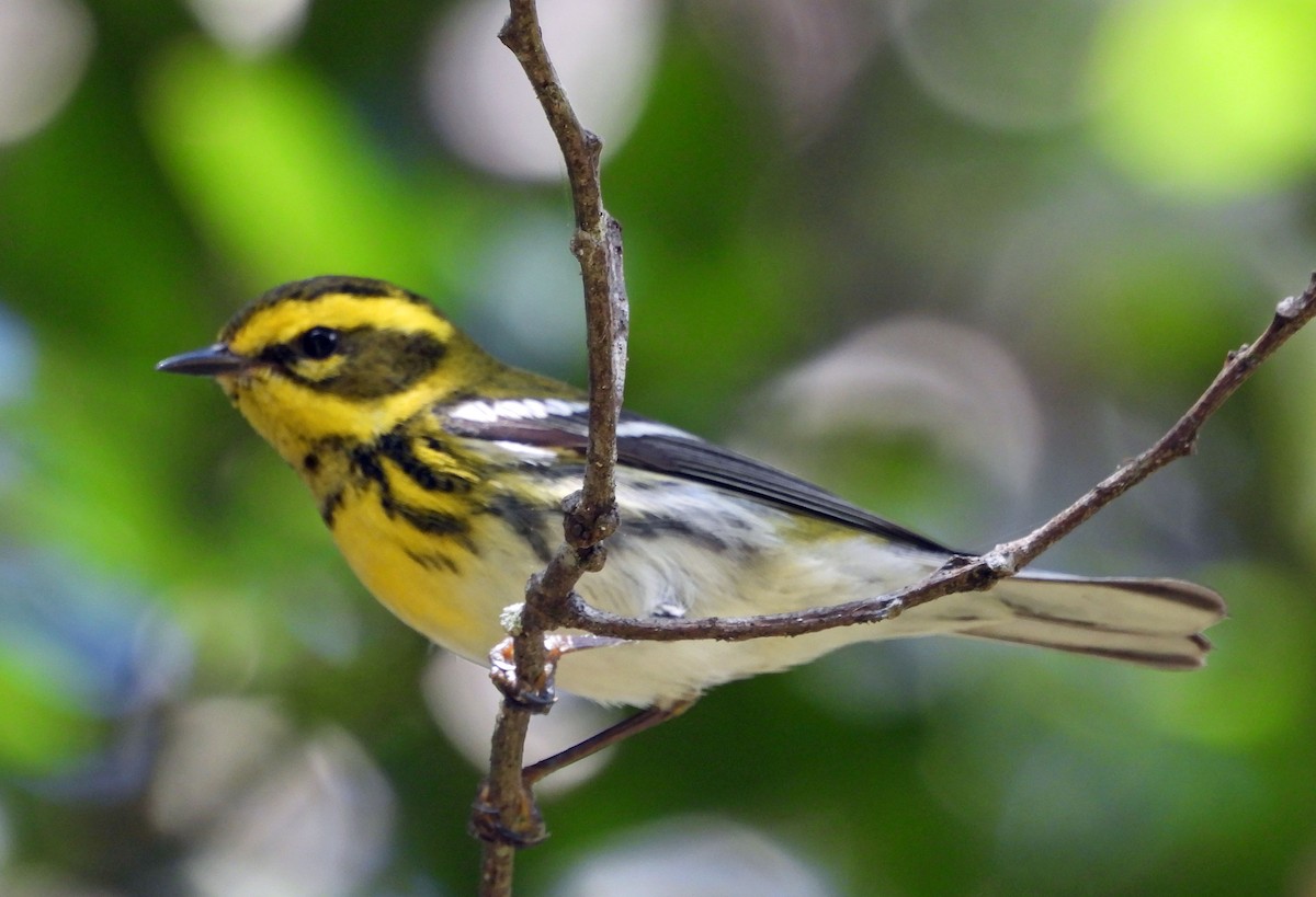 Townsend's Warbler - Danilo Moreno