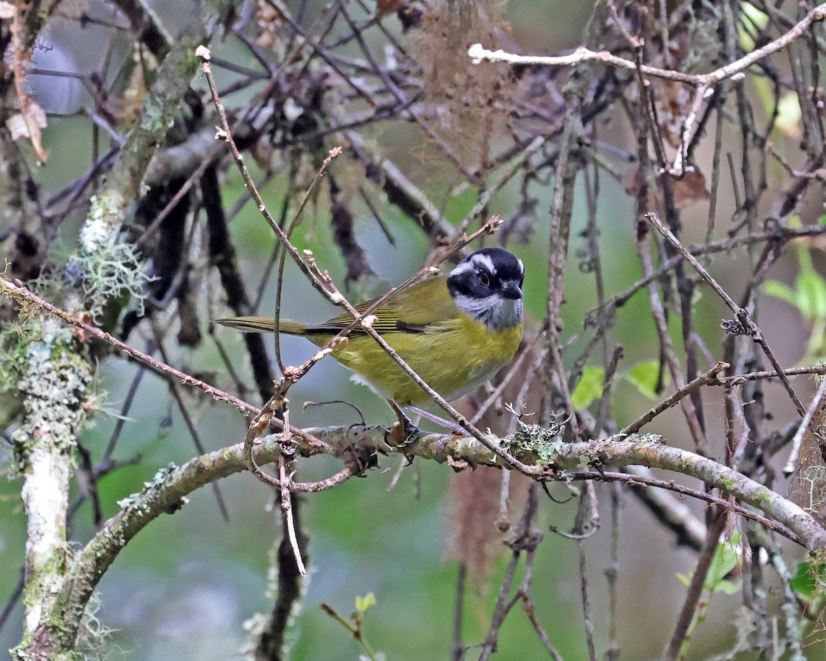 Sooty-capped Chlorospingus - David McQuade