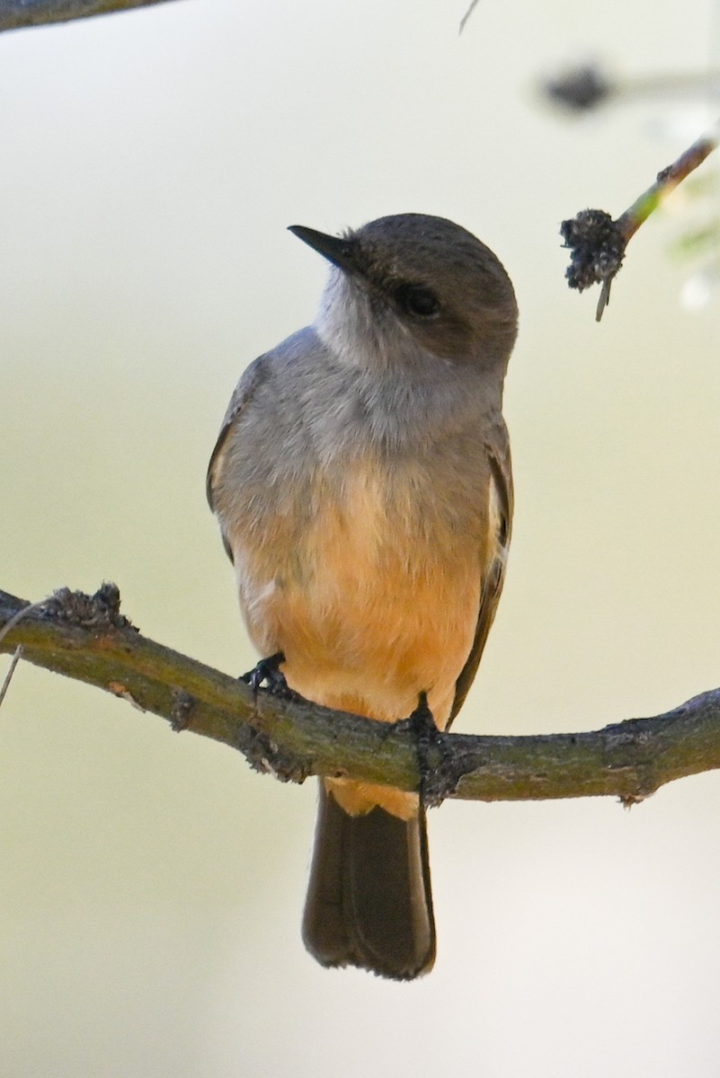 Say's Phoebe - ML523757981