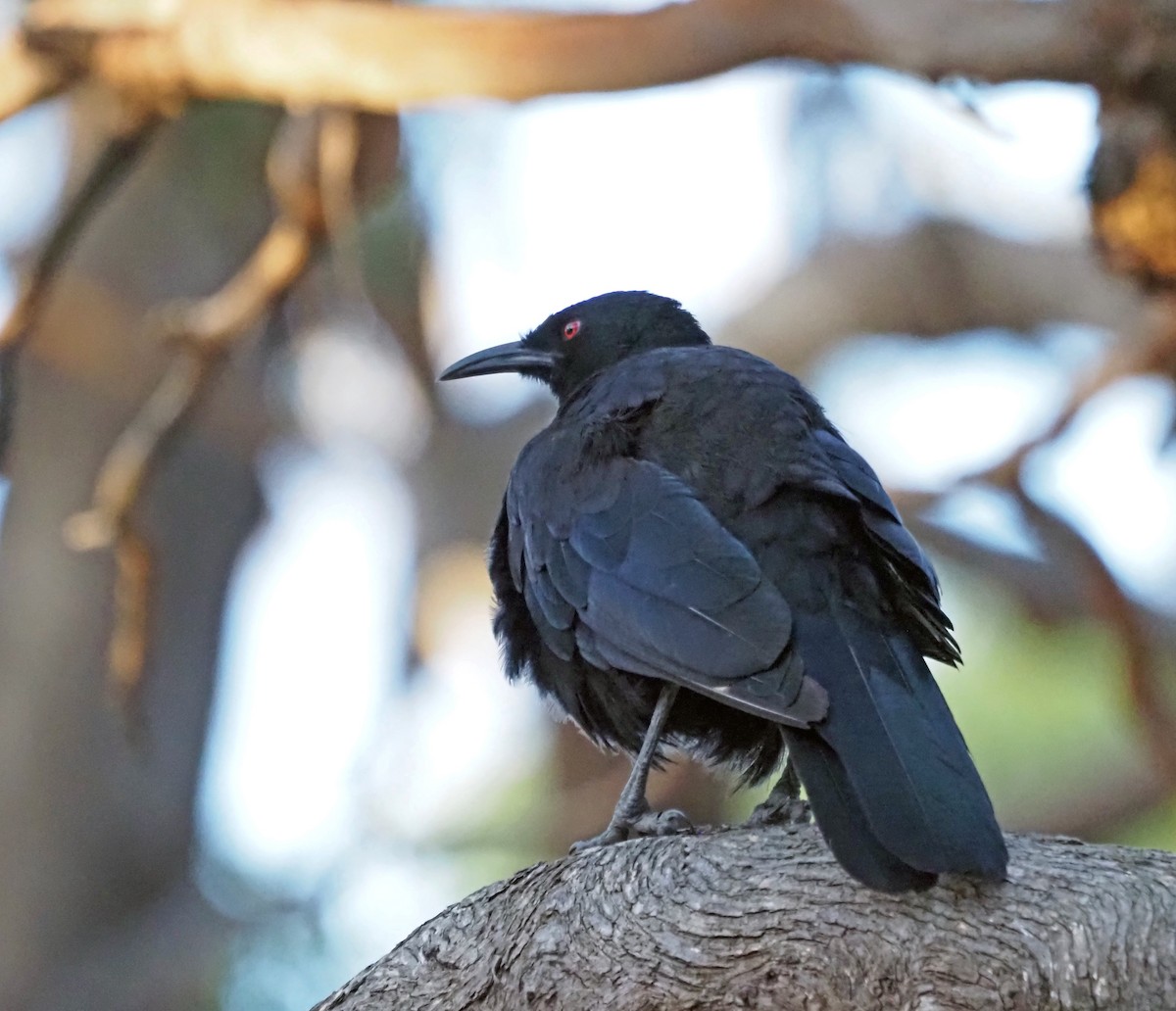 White-winged Chough - ML523758301