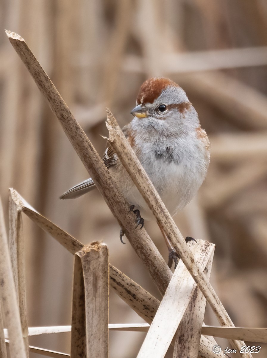 American Tree Sparrow - Carl & Judi Manning