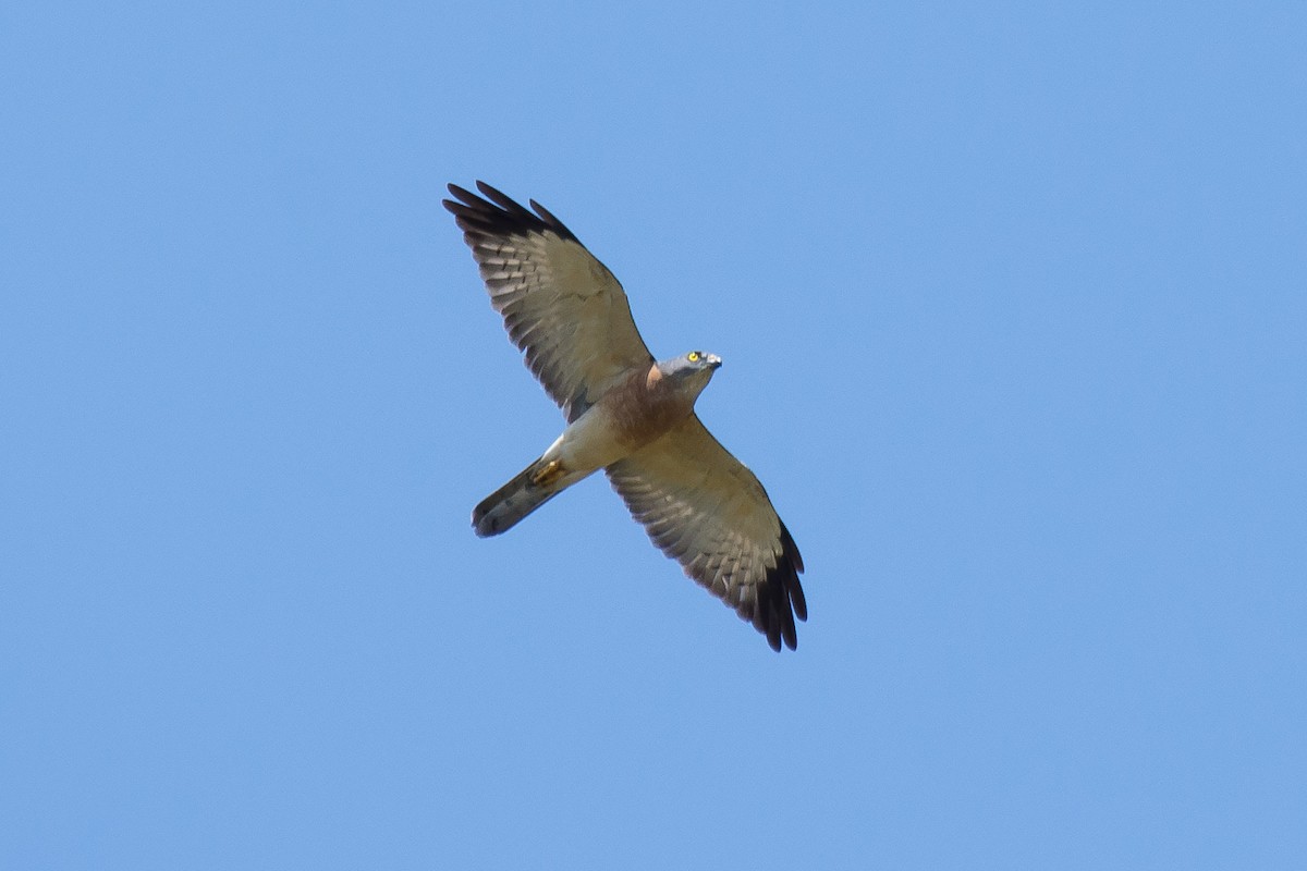 Chinese Sparrowhawk - ML52376061