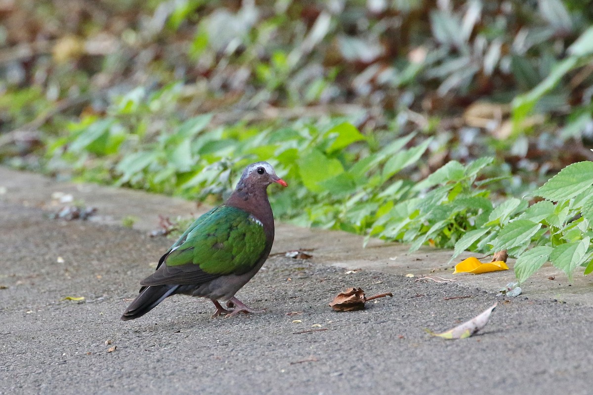 Asian Emerald Dove - ML523760711