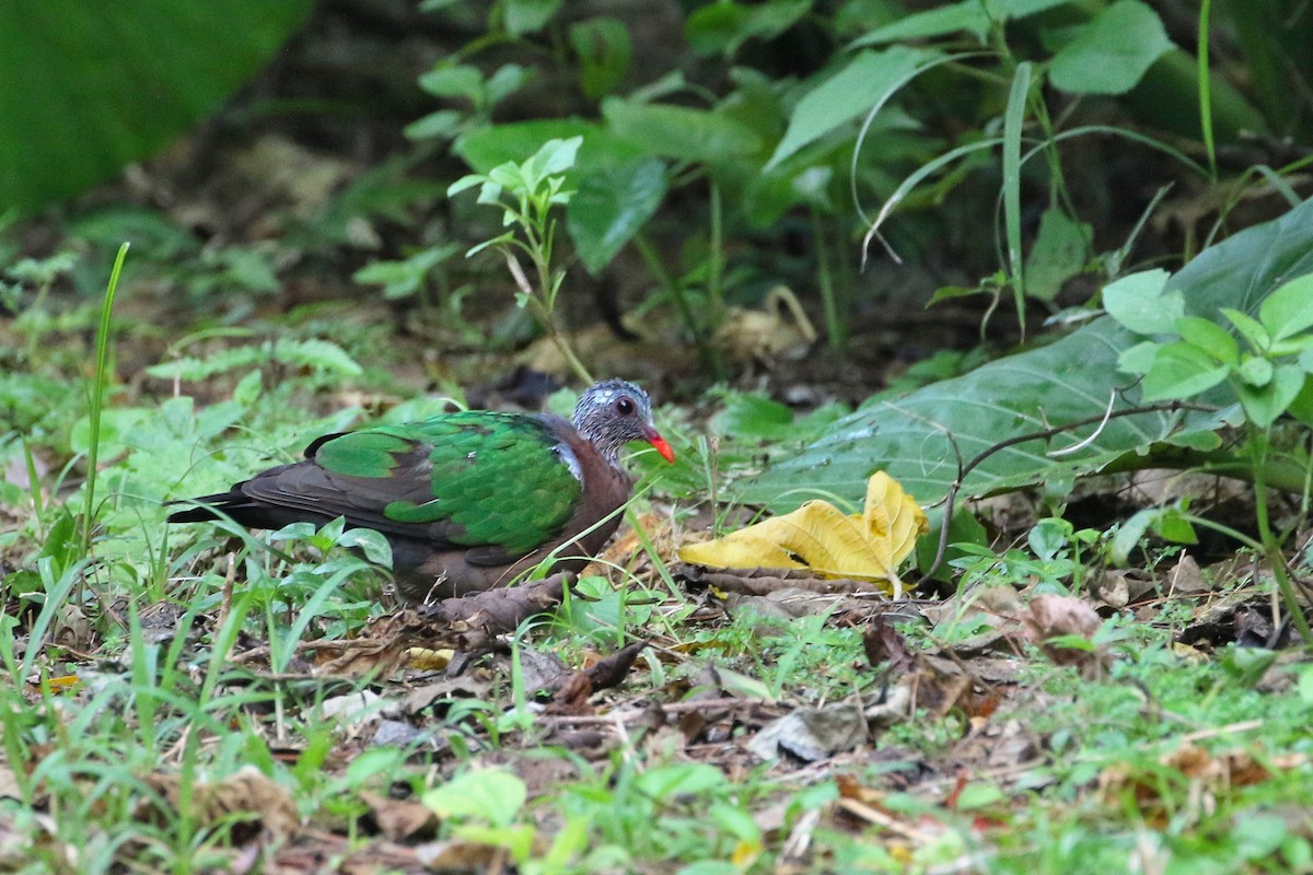 Asian Emerald Dove - ML523760721