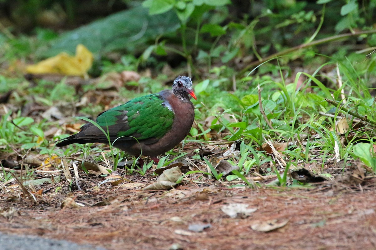 Asian Emerald Dove - ML523760741