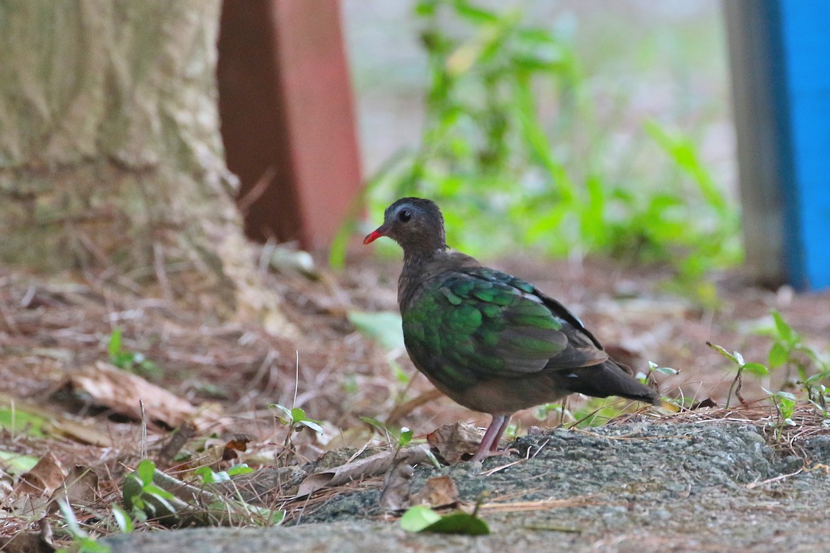 Asian Emerald Dove - ML523760761