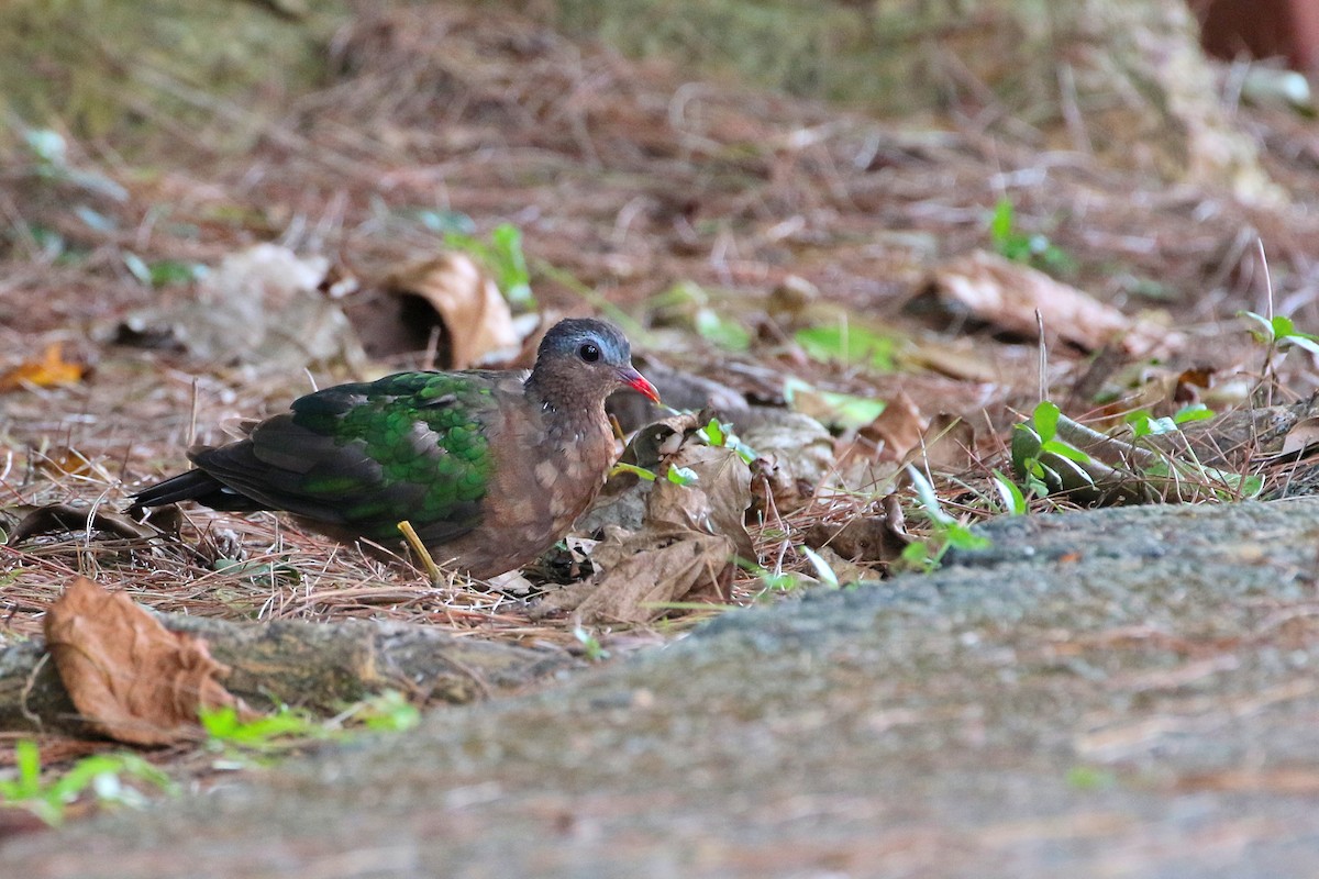 Asian Emerald Dove - ML523760781