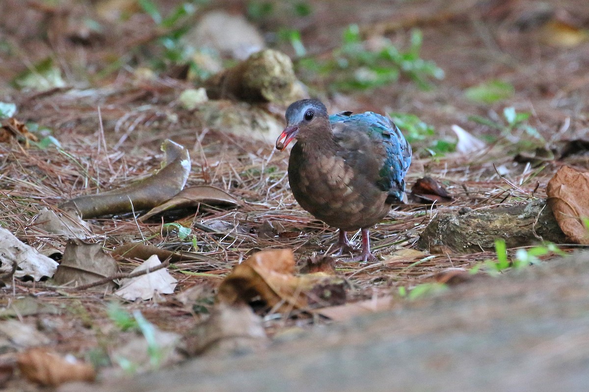 Asian Emerald Dove - ML523760801