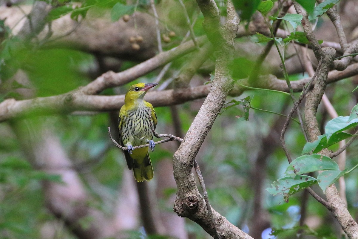 Black-naped Oriole - ML523760841