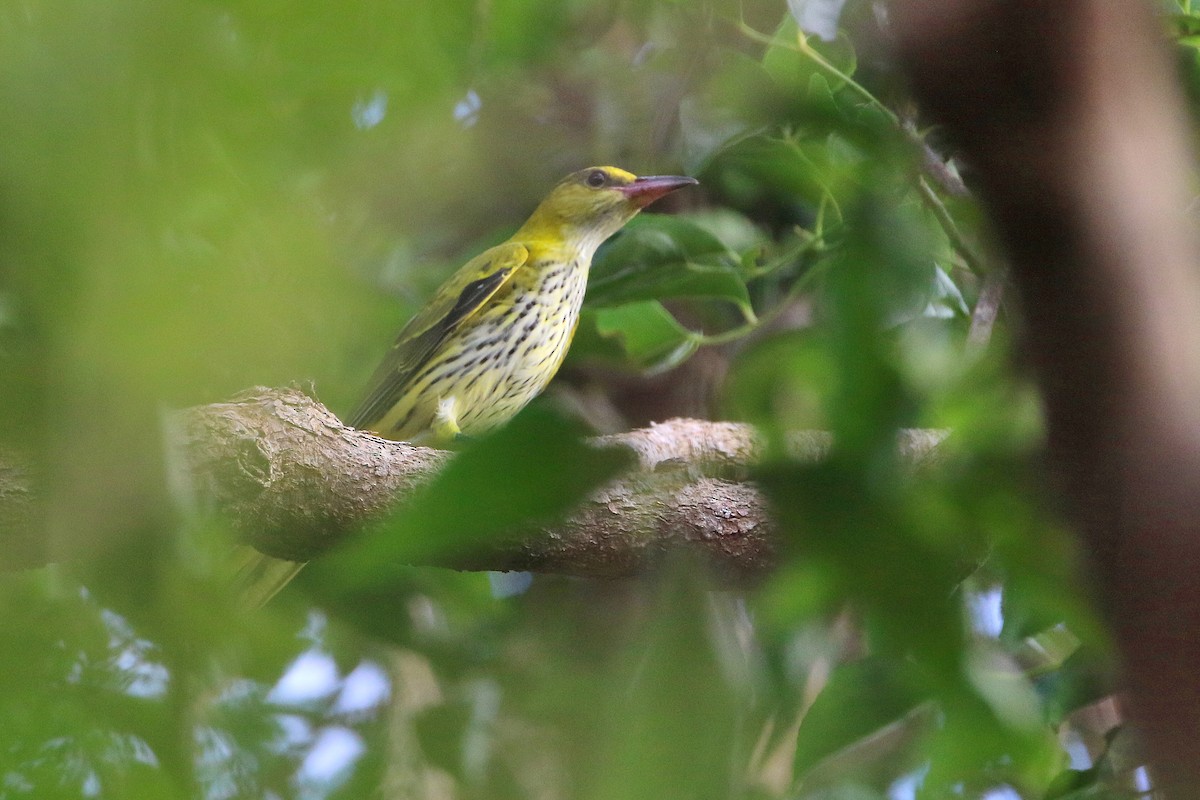 Black-naped Oriole - ML523760851