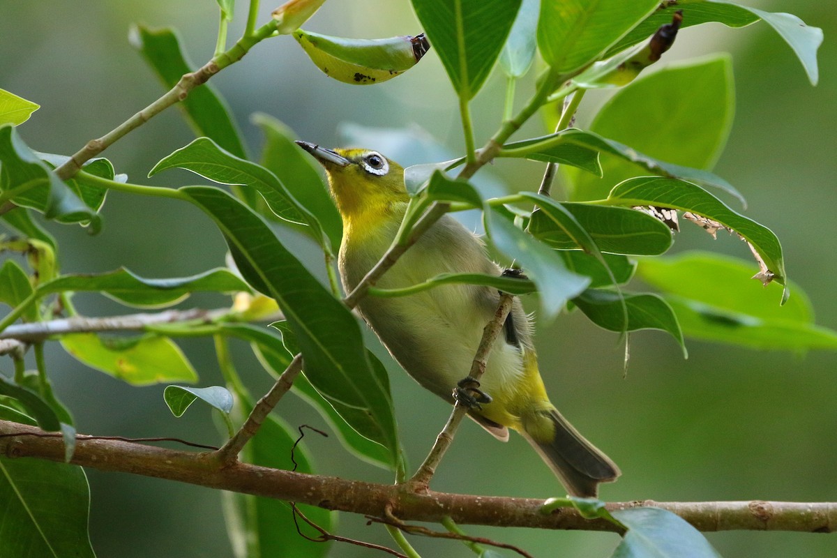 Warbling White-eye - ML523760951