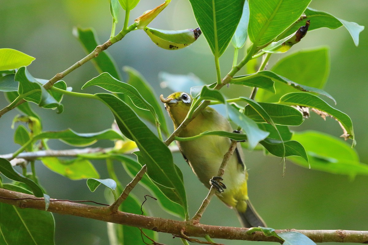 Warbling White-eye - ML523760961