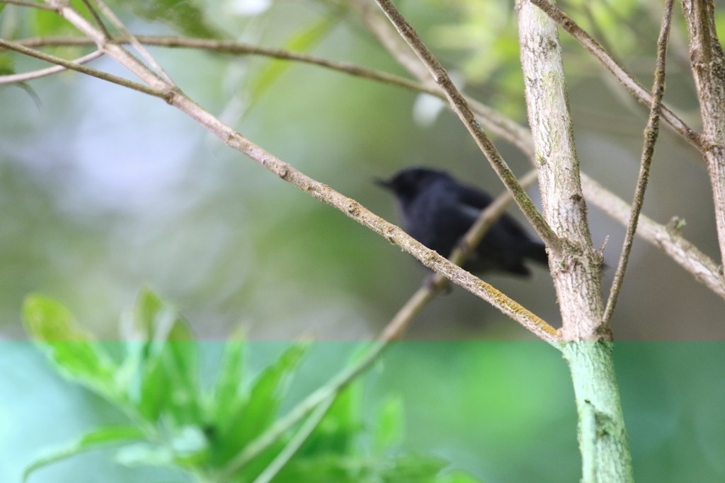 White-sided Flowerpiercer - ML52376101