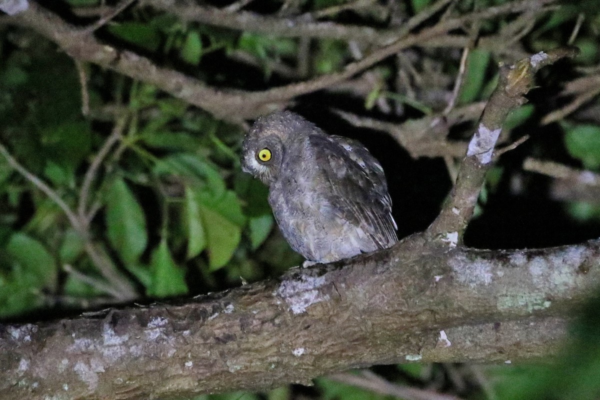 Ryukyu Scops-Owl - ML523761521