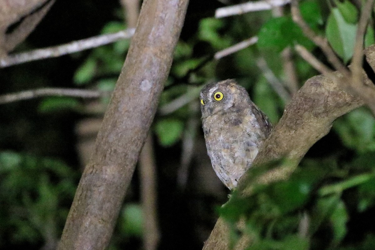 Ryukyu Scops-Owl - ML523761531