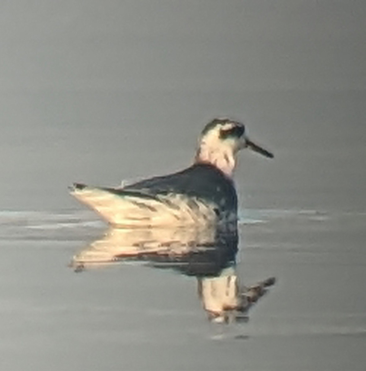 Red Phalarope - ML523761581