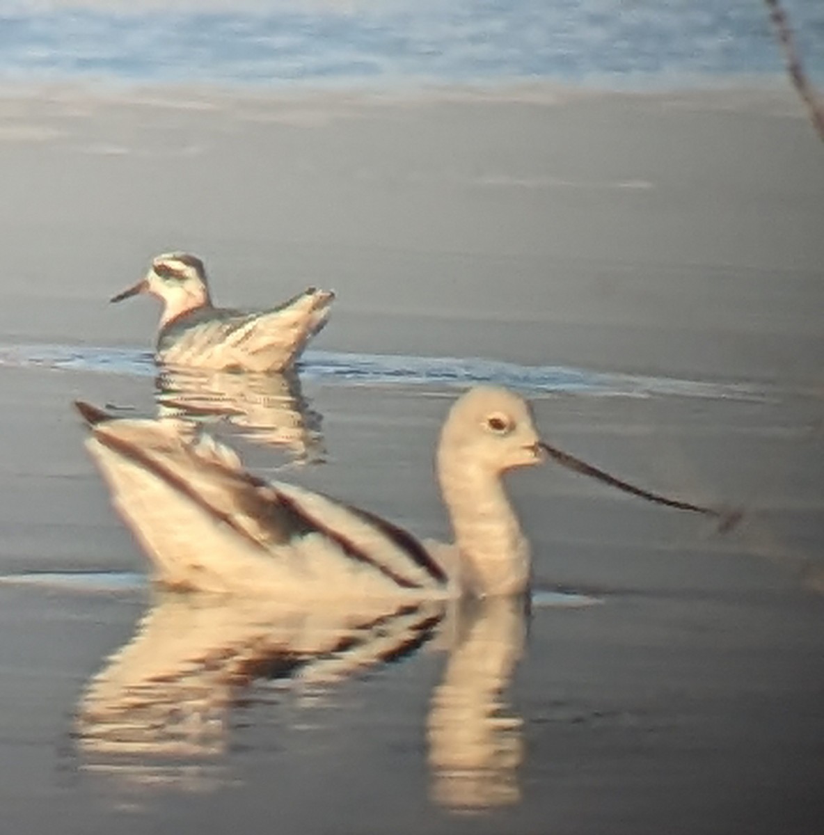 Red Phalarope - ML523761591