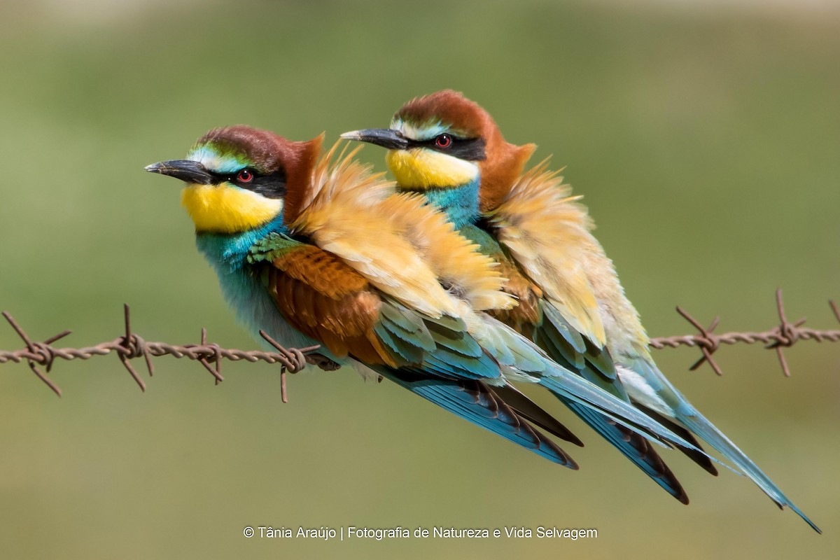 European Bee-eater - ML52376231