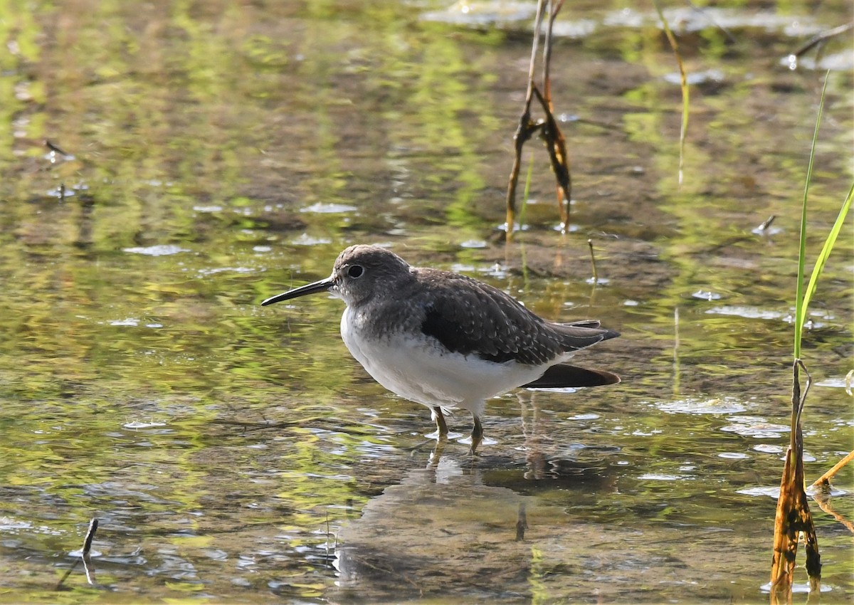 Solitary Sandpiper - ML523762911