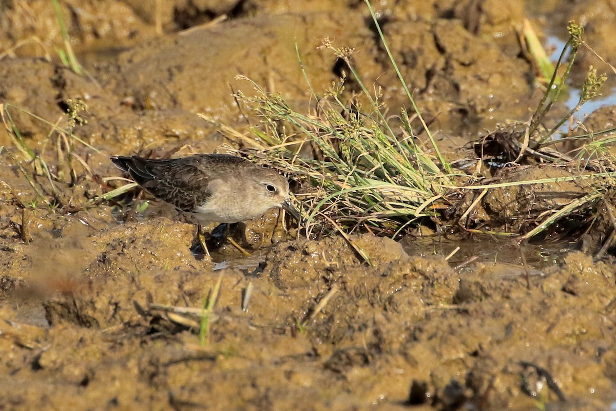 Temminck's Stint - ML523763611