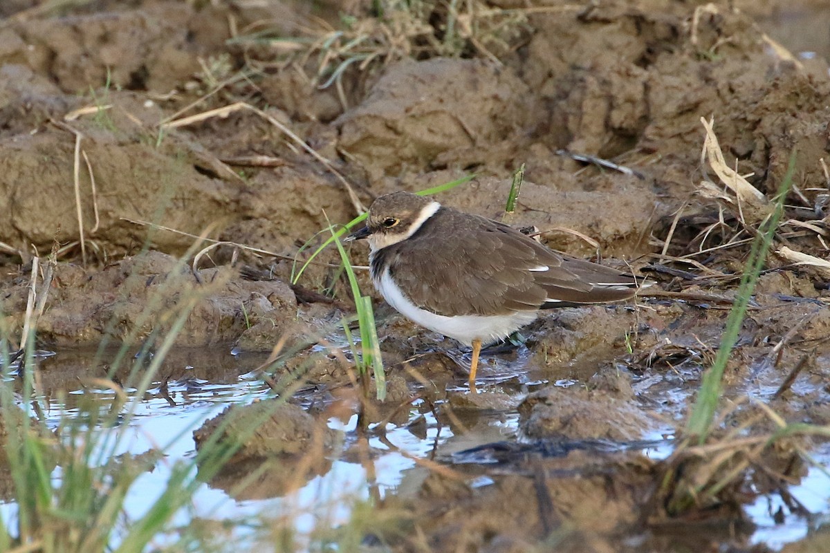 Little Ringed Plover - ML523763641