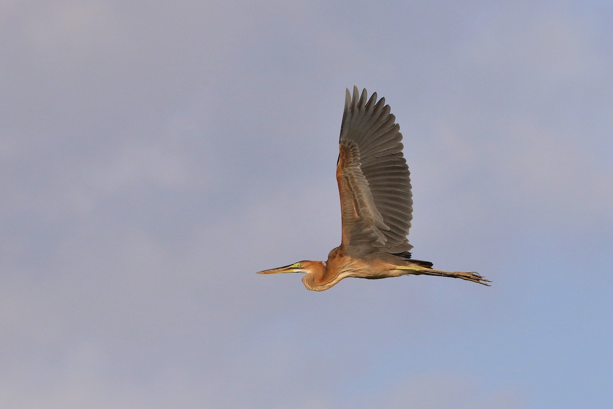 Purple Heron - ML523763651