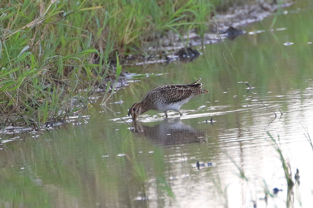 Swinhoe's/Pin-tailed Snipe - ML523763791