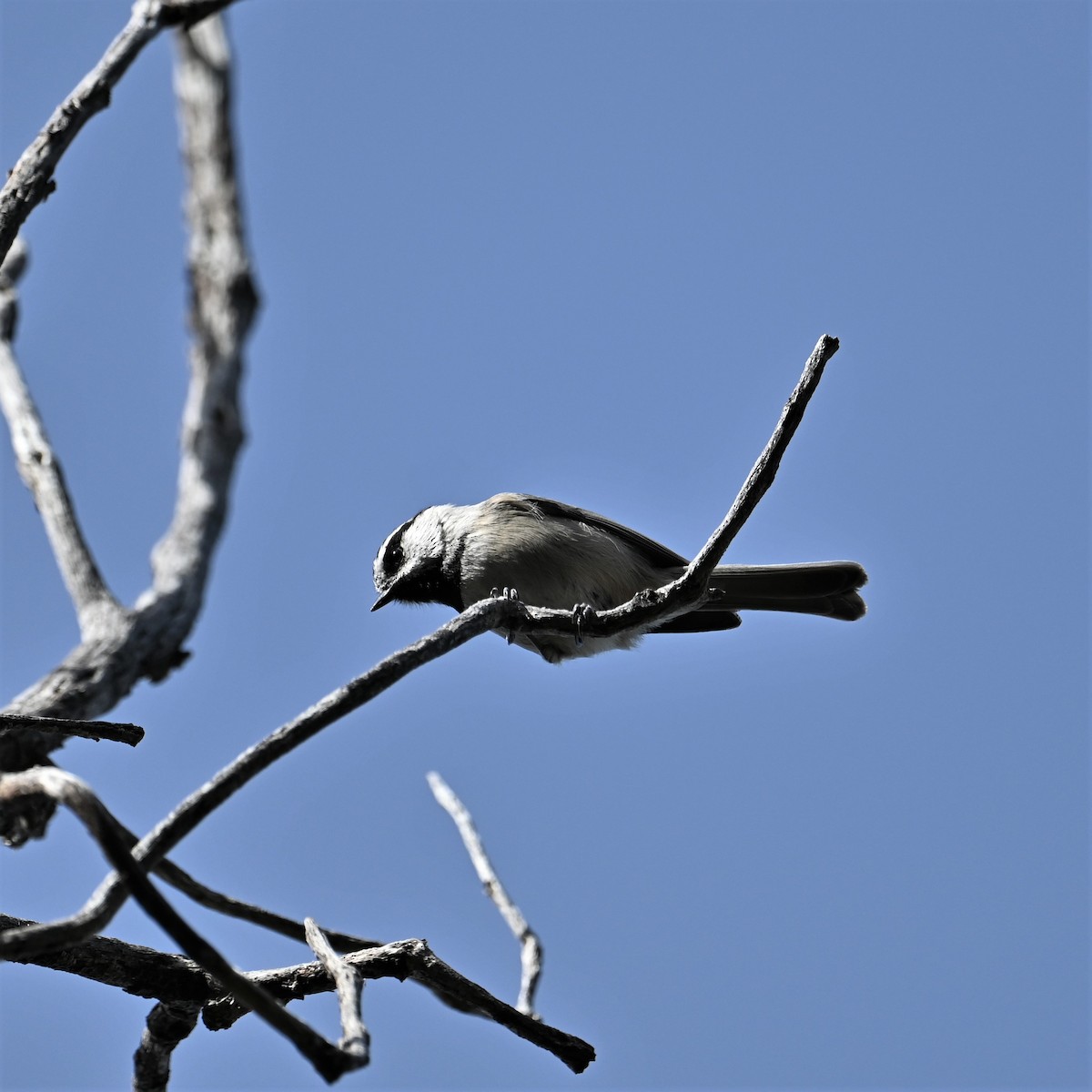 Mountain Chickadee - ML523763811