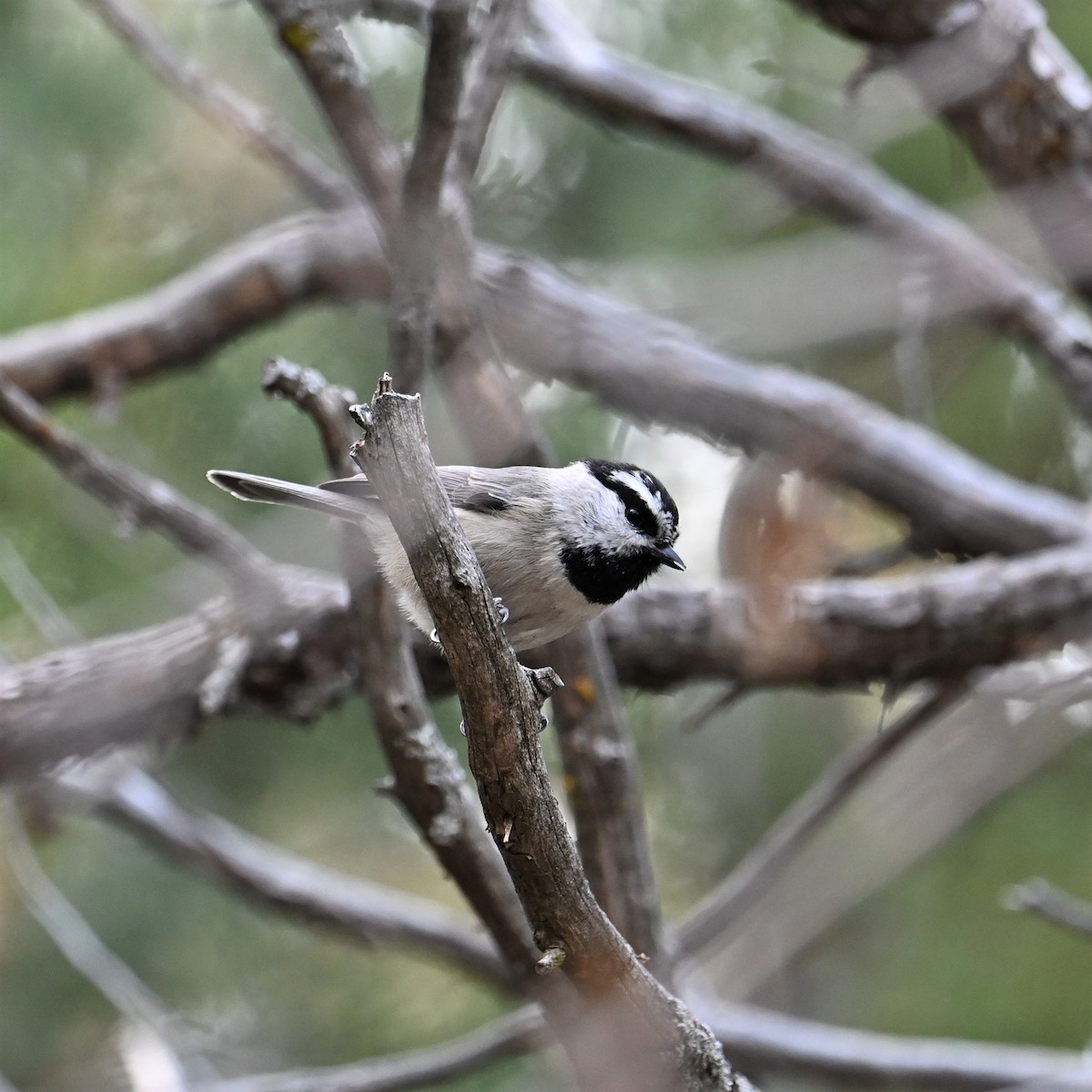 Mountain Chickadee - ML523763831
