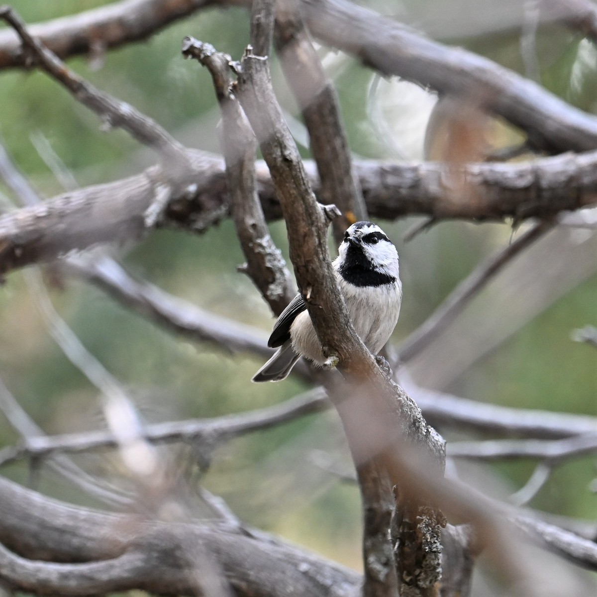 Mountain Chickadee - ML523763841