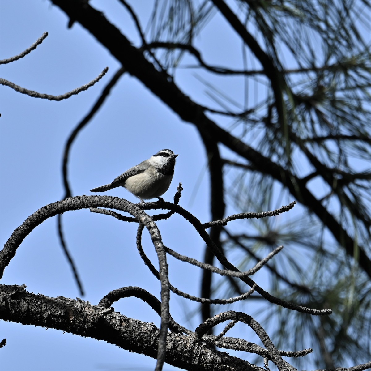 Mountain Chickadee - ML523763851
