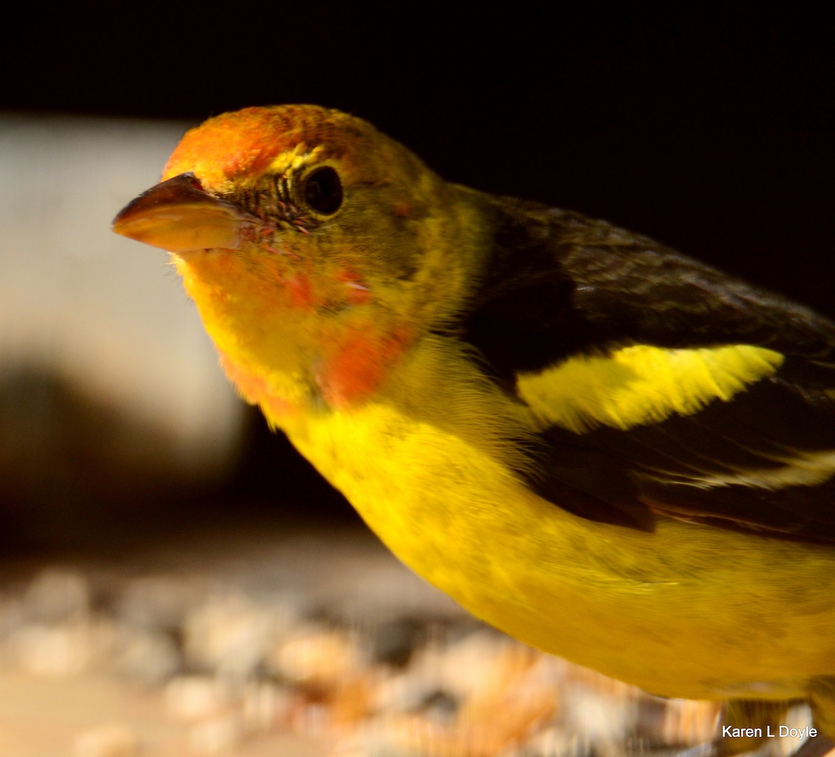 Western Tanager - ML52376431