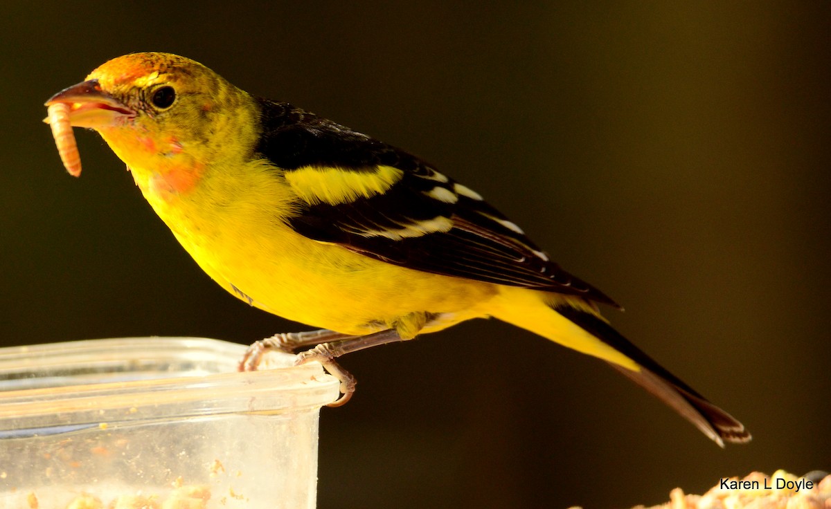 Western Tanager - ML52376451