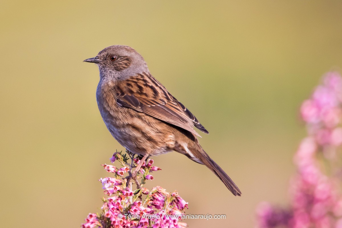 Dunnock - Tânia Araújo