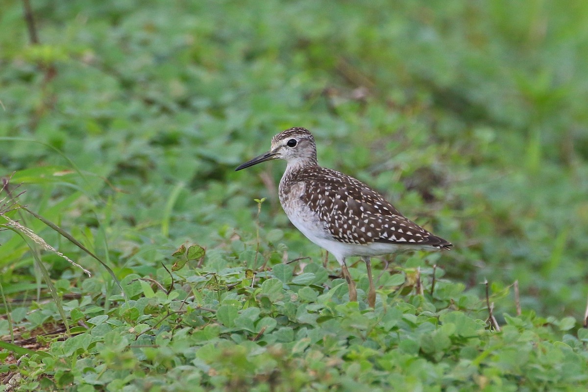 Wood Sandpiper - Atsushi Shimazaki