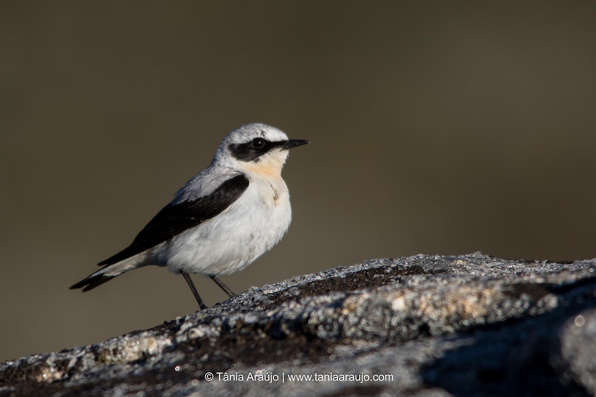 Northern Wheatear - ML52376571