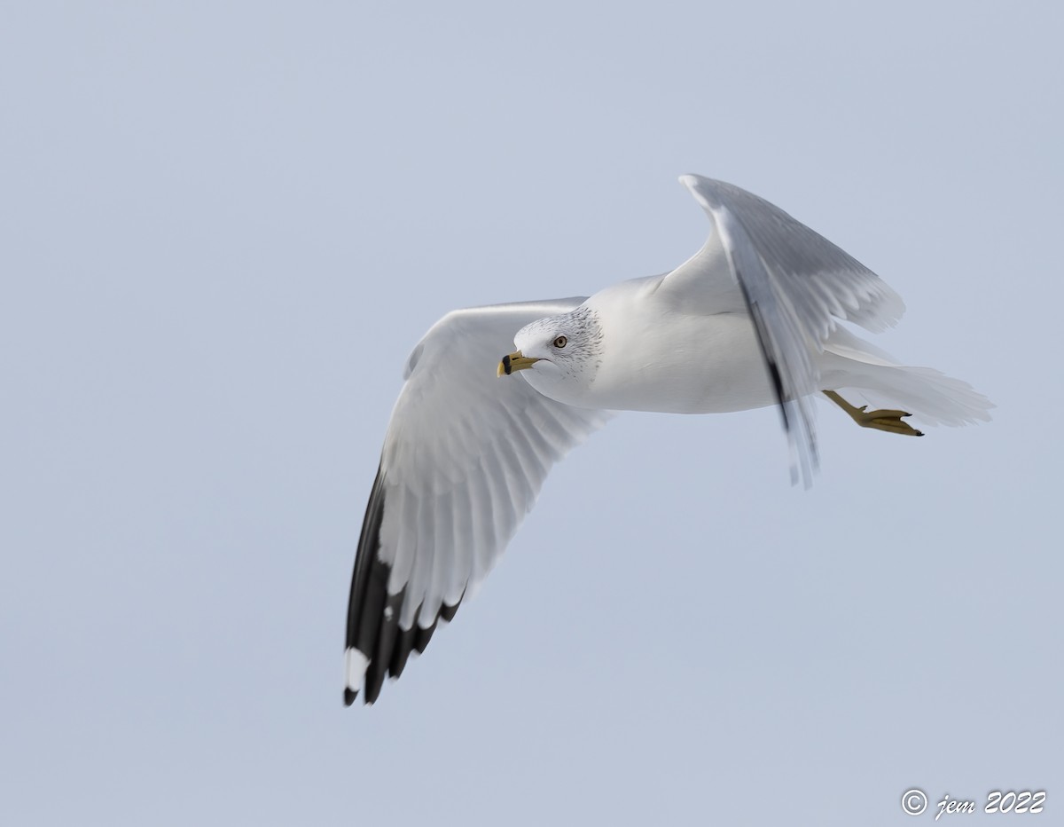 Ring-billed Gull - ML523765751