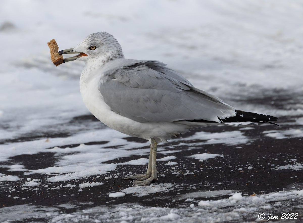 Ring-billed Gull - ML523765791